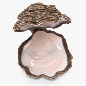 3D Open Oyster Shell White model