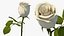 Rosa branca de caule único com folhas