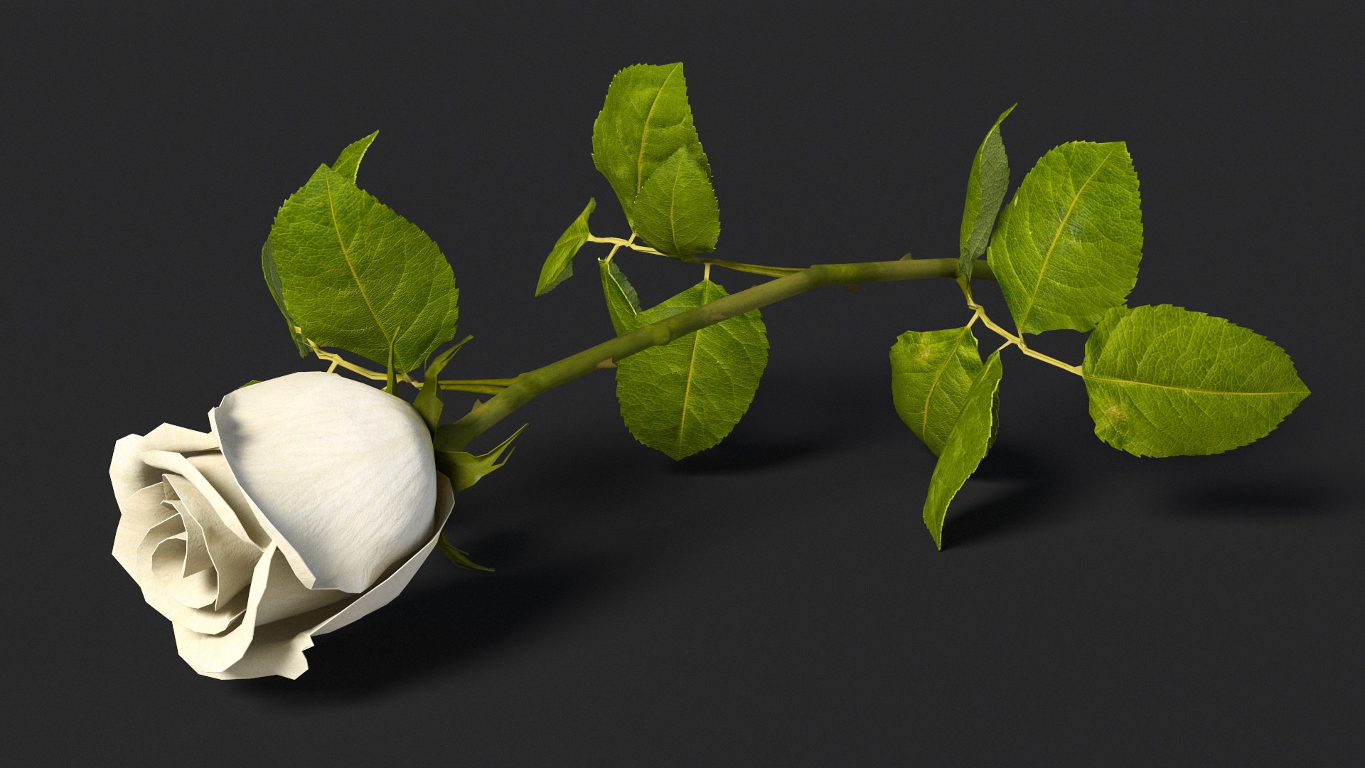 3D Single Stem White Rose with Leaves https://p.turbosquid.com/ts-thumb/JQ/KTfDbn/uF/single_stem_white_rose_with_leaves_007/jpg/1741924114/1920x1080/fit_q87/c17f6b26c84865a9b07b168a09c380ae028c1e56/single_stem_white_rose_with_leaves_007.jpg