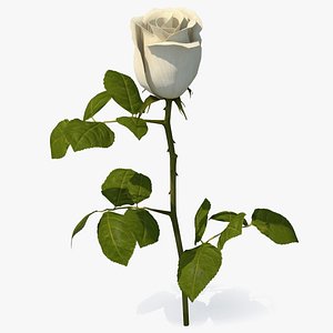 Single Stem White Rose with Leaves