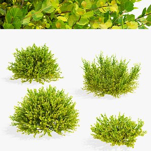 Betula nana golden treasure bushes