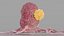 Cancer Cells with Lymphocytes Collection