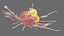 Cancer Cells with Lymphocytes Collection