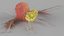 Cancer Cells with Lymphocytes Collection