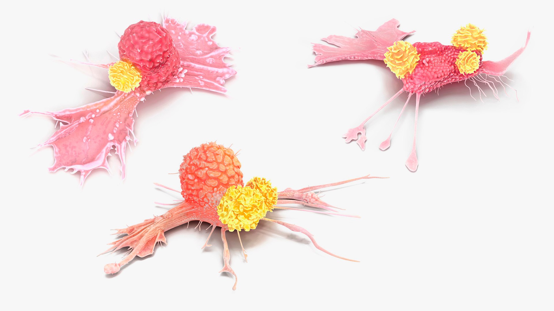 Cancer Cells with Lymphocytes Collection 3D https://p.turbosquid.com/ts-thumb/JQ/RlAMxT/TZ/cancercellswithlymphocytescollection3dmodel001/jpg/1720866666/1920x1080/fit_q87/147c43d76f3854ada9ac8eac67c71444b719fb81/cancercellswithlymphocytescollection3dmodel001.jpg