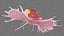 Cancer Cells with Lymphocytes Collection