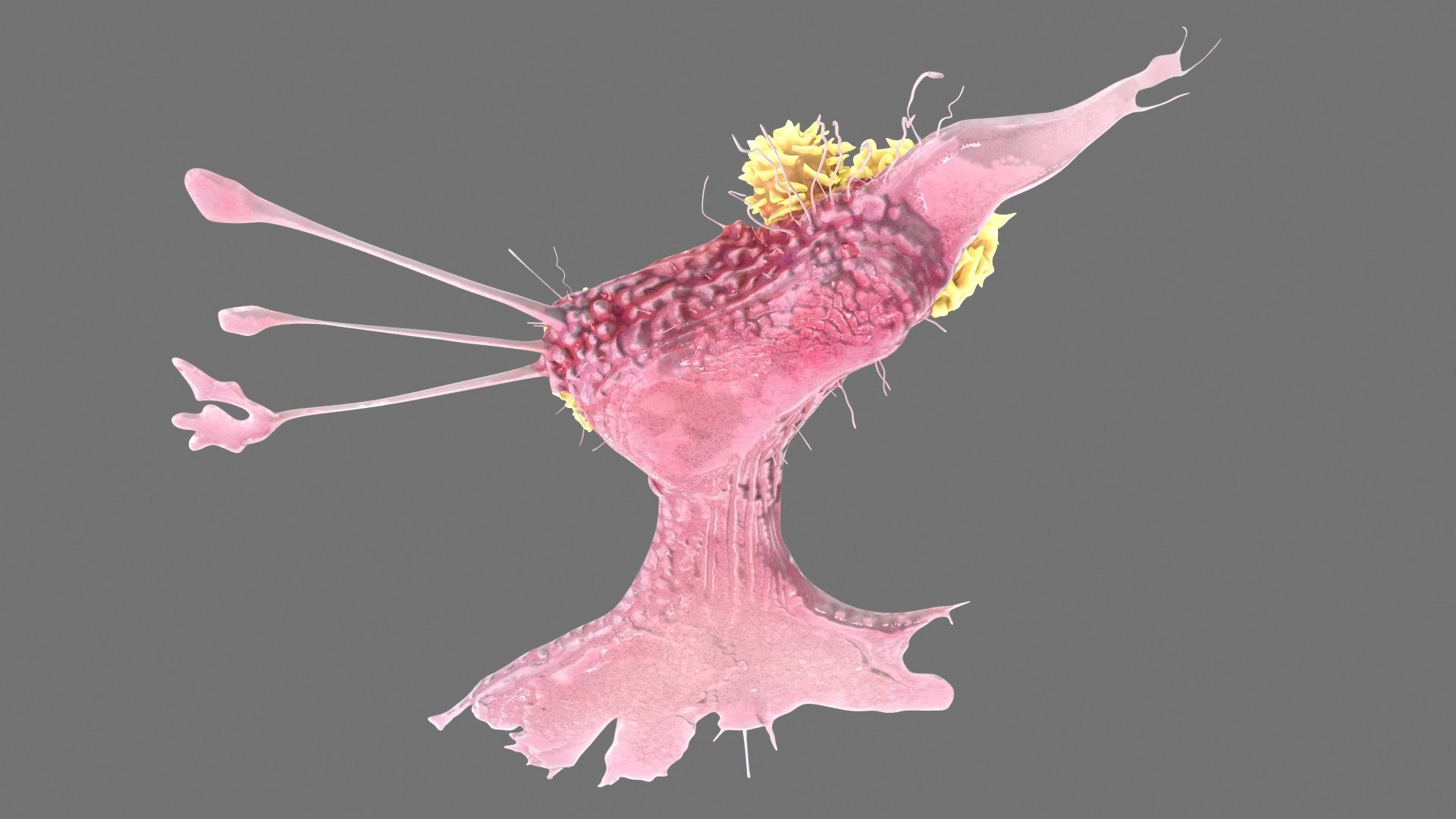 Cancer Cells with Lymphocytes Collection 3D https://p.turbosquid.com/ts-thumb/JQ/RlAMxT/Vn/cancercellswithlymphocytescollection3dmodel025/jpg/1720867591/1920x1080/fit_q87/d8454ce73525c728512a2802a112d0dea34dcfc5/cancercellswithlymphocytescollection3dmodel025.jpg