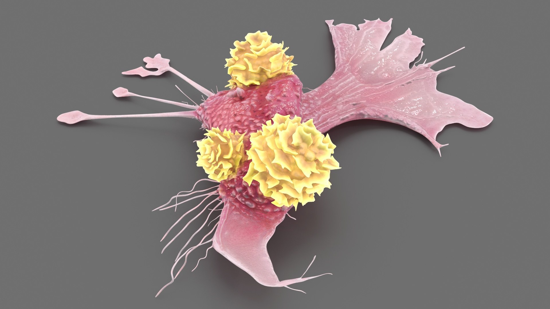 Cancer Cells with Lymphocytes Collection 3D https://p.turbosquid.com/ts-thumb/JQ/RlAMxT/lk/cancercellswithlymphocytescollection3dmodel023/jpg/1720867585/1920x1080/fit_q87/e926b68417f3daf7474a7b9c2735efd0148d69e9/cancercellswithlymphocytescollection3dmodel023.jpg