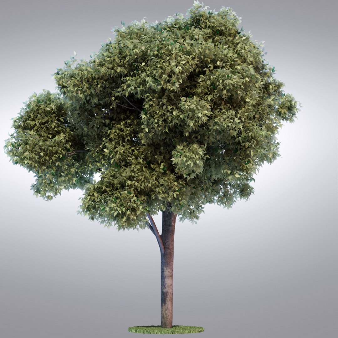 3d Model Hi Realistic Series Tree