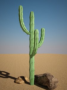 max mytillocactus cactus