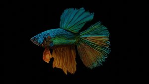 betta splendens