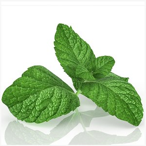 Sprig of mint peppermint realistic herb advertising decor