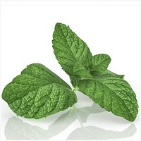 Sprig of mint peppermint realistic herb advertising decor