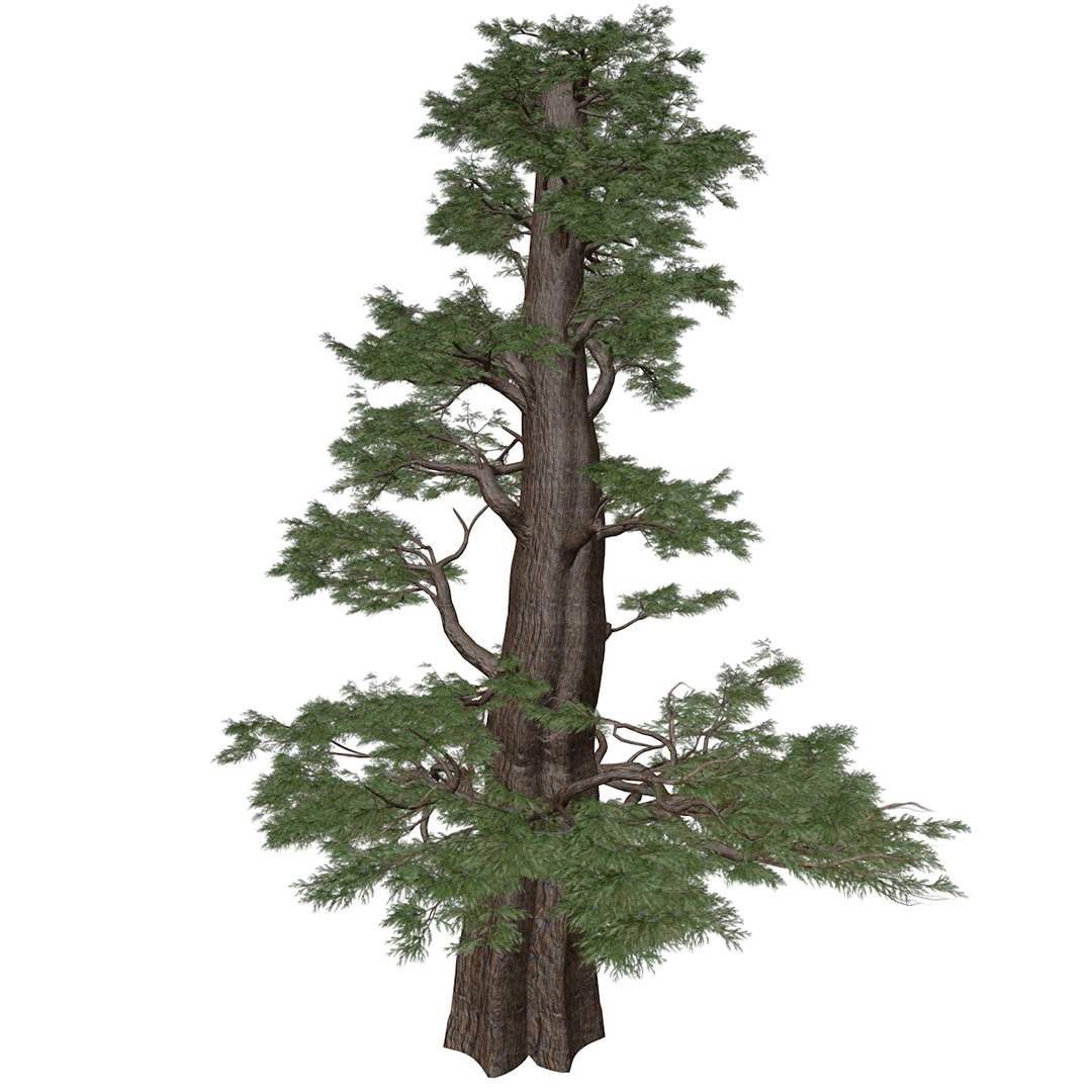 Western Juniper Tree Collection 3D - TurboSquid 2378895