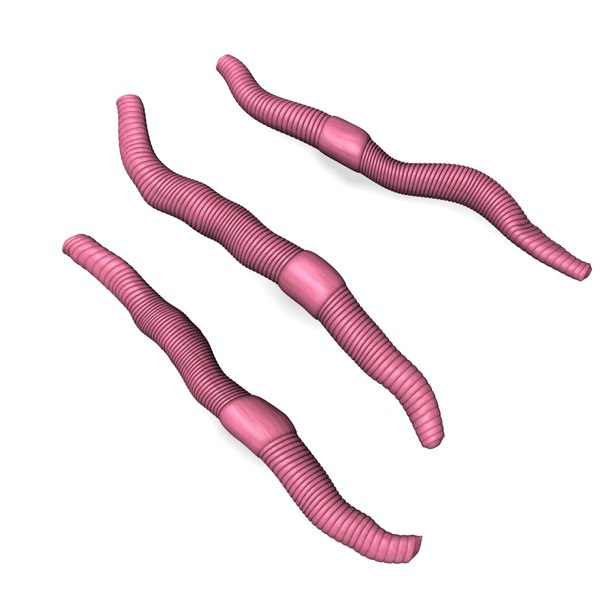 worms 3d model