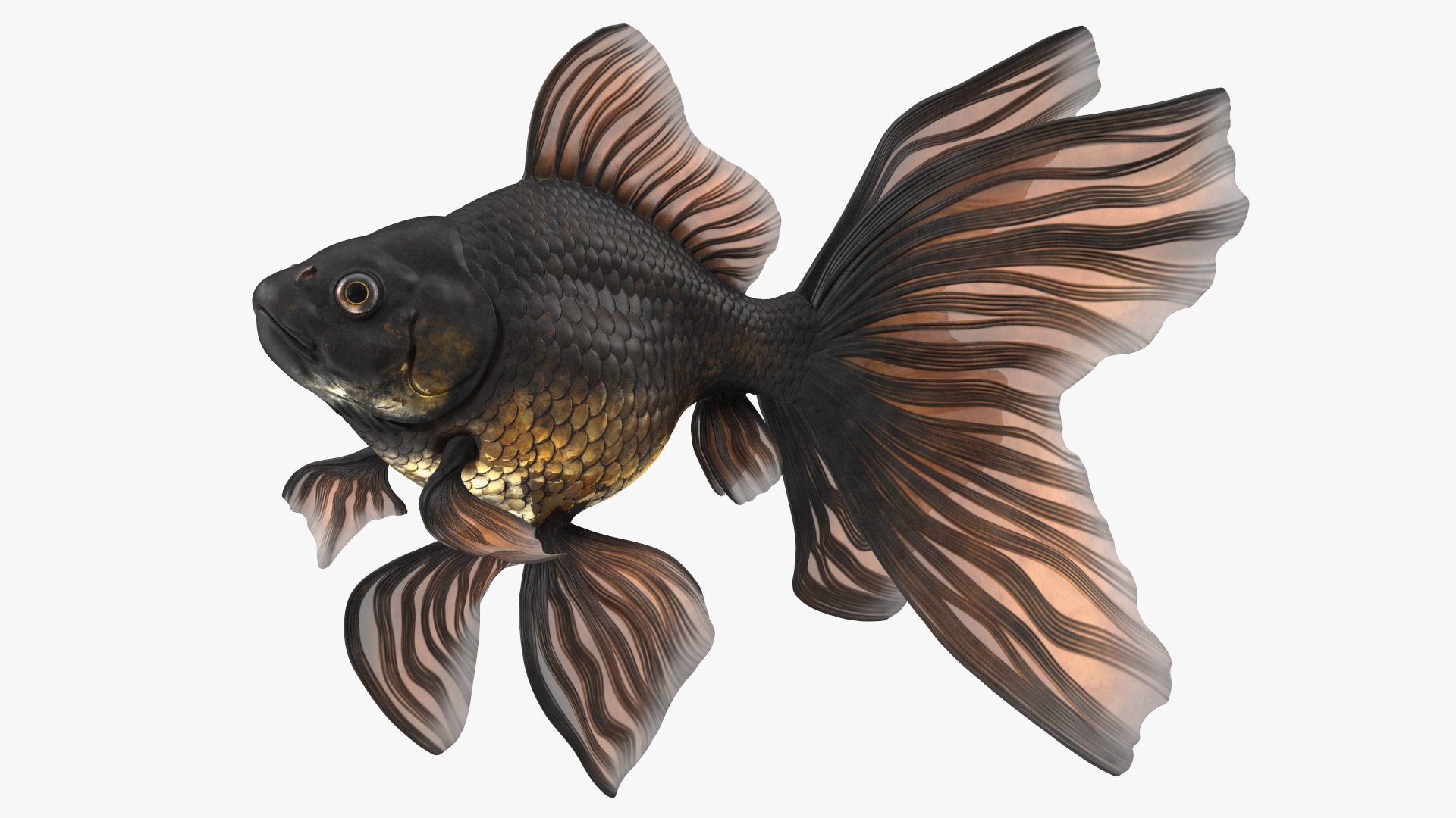 Black Moor Goldfish Swimming Pose 3D https://p.turbosquid.com/ts-thumb/JQ/iSbXIO/B6/blackmoorgoldfishswimmingposemb3dmodel001/jpg/1627574264/1920x1080/fit_q87/d472524e0bad1504729e2e870a60076baf33fd6a/blackmoorgoldfishswimmingposemb3dmodel001.jpg