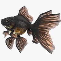 Black Moor Goldfish Swimming Pose