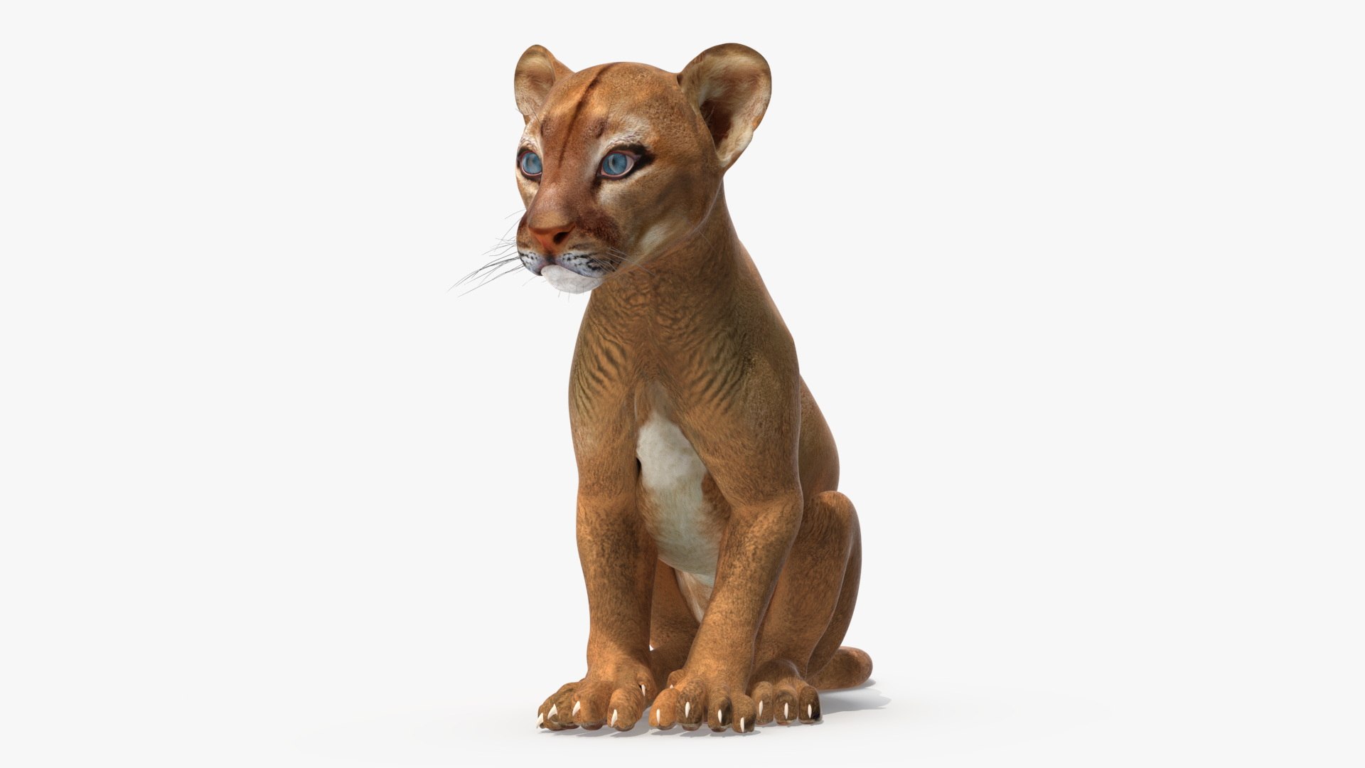 Puma Cub Sitting Pose 3D model https://p.turbosquid.com/ts-thumb/JQ/jat2hw/1D/puma_cub_sitting_pose_002/jpg/1737166313/1920x1080/fit_q87/8ed634717b7f0a5382bc87f2280dda7971801f2d/puma_cub_sitting_pose_002.jpg