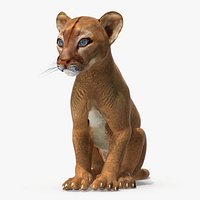 Puma Cub Sitting Pose