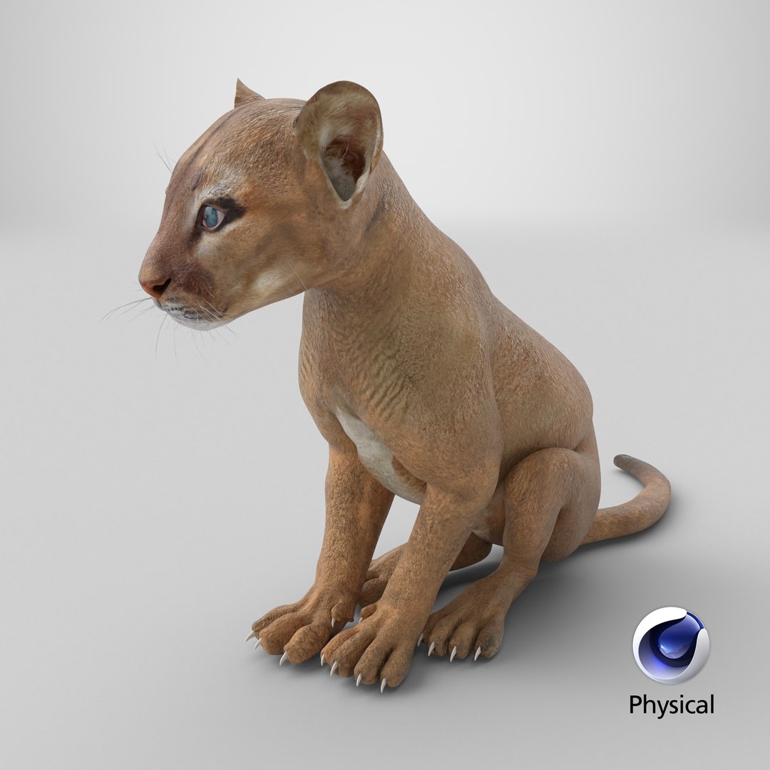 Puma Cub Sitting Pose 3D model https://p.turbosquid.com/ts-thumb/JQ/jat2hw/pz/stemcell_cinema_4d_physical_render/png/1738817581/1920x1080/fit_q87/46718274cc6c8fbbe26a073b700c4e4b7911a326/stemcell_cinema_4d_physical_render.jpg