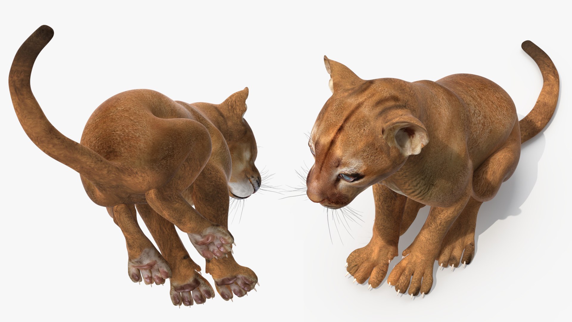 Puma Cub Sitting Pose 3D model https://p.turbosquid.com/ts-thumb/JQ/jat2hw/td/puma_cub_sitting_pose_008/jpg/1737166606/1920x1080/fit_q87/80ec5e58423b84ad025c345b2ba9d740b8698469/puma_cub_sitting_pose_008.jpg