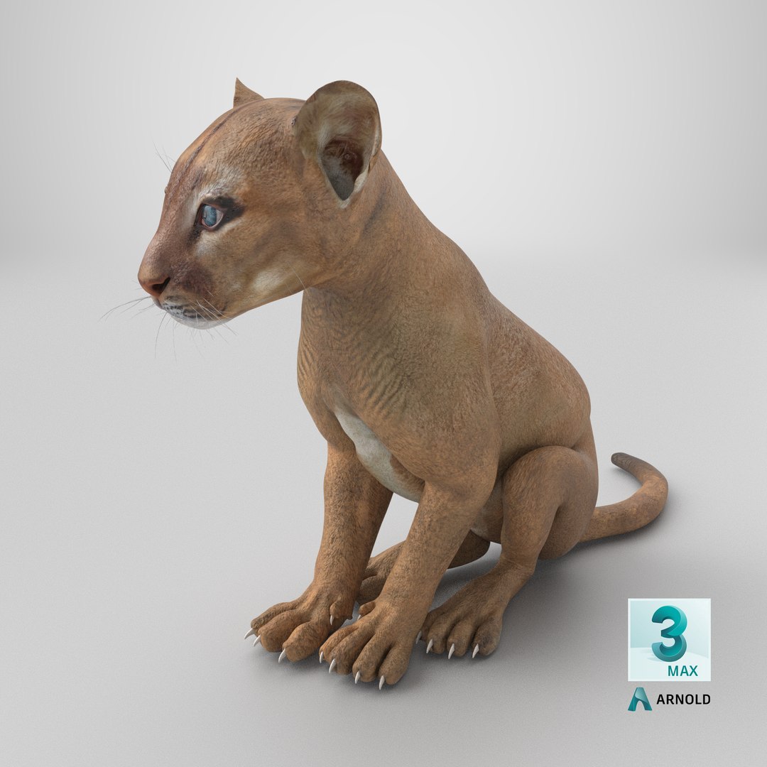 Puma Cub Sitting Pose 3D model https://p.turbosquid.com/ts-thumb/JQ/jat2hw/vk/stemcell_max_arnold_render/png/1738817585/1920x1080/fit_q87/a30d9c217fd550c07499fd10ed02d32a708525bd/stemcell_max_arnold_render.jpg