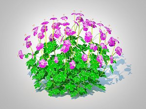 3D Geranium - Cambridge Dwarf Cranesbill model