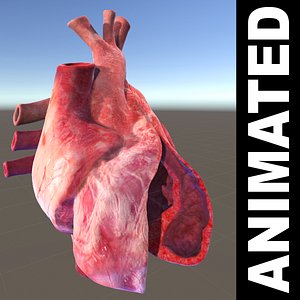 Heart Rate Animation 3D model