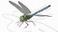 Rigged Flying Insects Collection 3