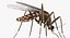 Rigged Flying Insects Collection 3