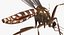 Rigged Flying Insects Collection 3