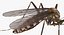 Rigged Flying Insects Collection 3