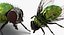 Rigged Flying Insects Collection 3