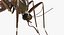 Rigged Flying Insects Collection 3