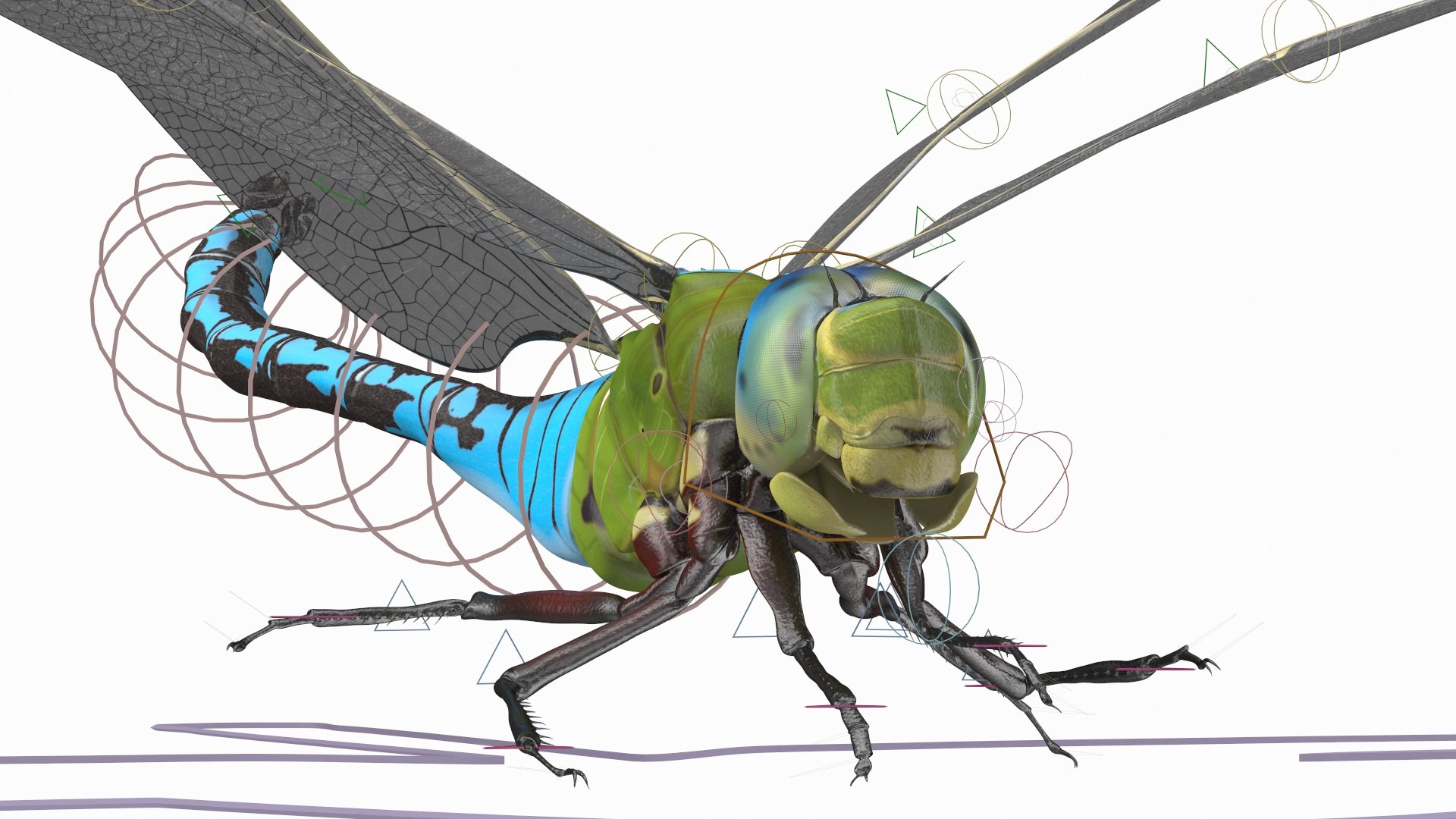 Rigged Flying Insects Collection 3 3D model https://p.turbosquid.com/ts-thumb/JQ/zY7AlO/Gz/riggedflyinginsectscollection3mb3dmodel012/jpg/1670764316/1920x1080/fit_q87/22361f73ea0176465770220431aa03d8f7ce5b77/riggedflyinginsectscollection3mb3dmodel012.jpg