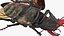 Rigged Flying Insects Collection 3