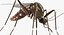 Rigged Flying Insects Collection 3