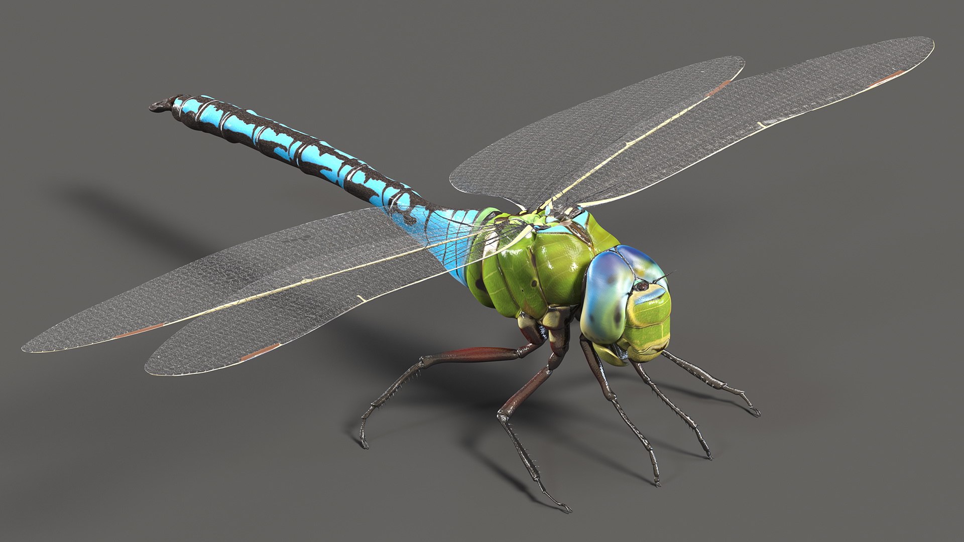 Rigged Flying Insects Collection 3 3D model https://p.turbosquid.com/ts-thumb/JQ/zY7AlO/S2/riggedflyinginsectscollection3mb3dmodel007/jpg/1670764298/1920x1080/fit_q87/f3988d83dd48998ddb6e80c4f62e8212e193165e/riggedflyinginsectscollection3mb3dmodel007.jpg