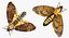 Rigged Flying Insects Collection 3