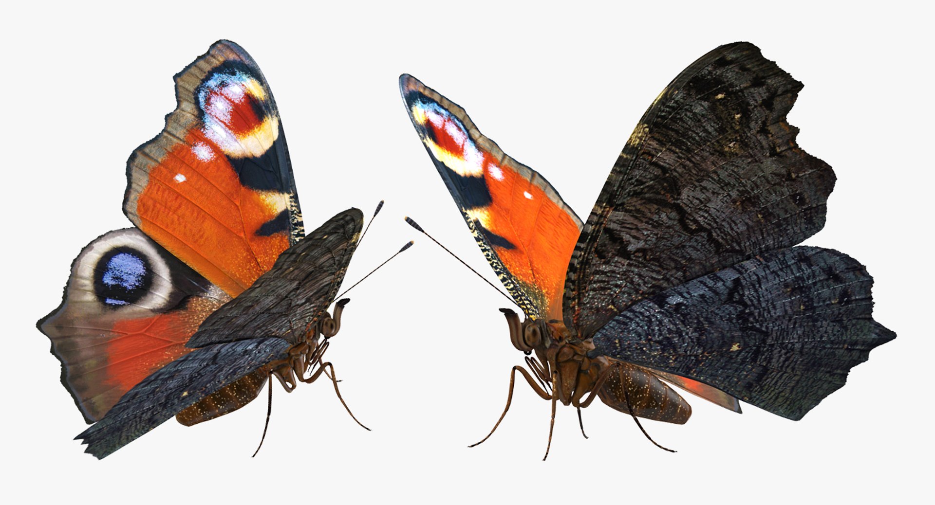 Rigged Flying Insects Collection 3 3D model https://p.turbosquid.com/ts-thumb/JQ/zY7AlO/c1/riggedflyinginsectscollection3mb3dmodel028/jpg/1670764371/1920x1080/fit_q87/22e4a1efb7a0c0262cafbae9517e7281b822ea6f/riggedflyinginsectscollection3mb3dmodel028.jpg