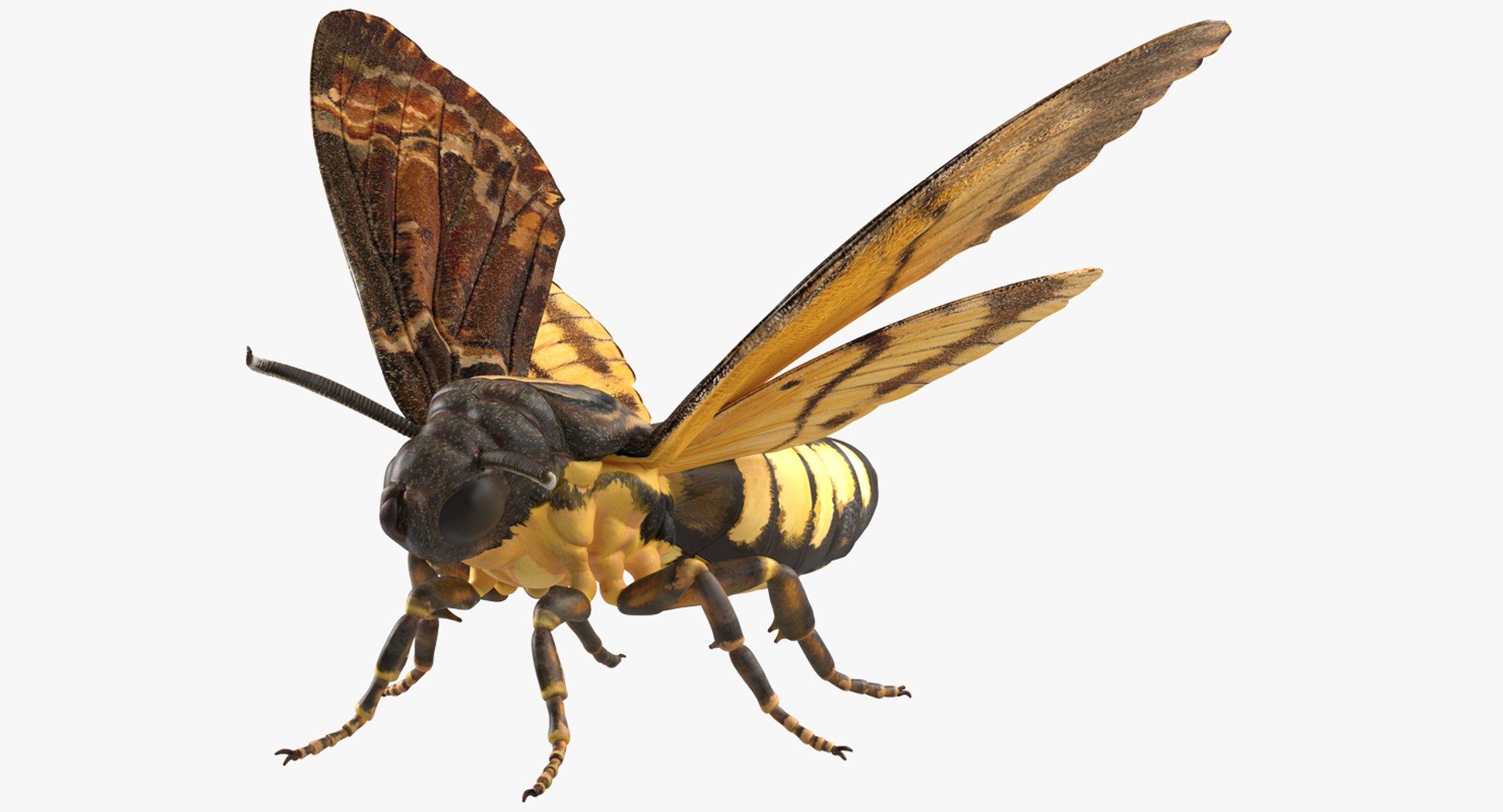 Rigged Flying Insects Collection 3 3D model https://p.turbosquid.com/ts-thumb/JQ/zY7AlO/hj/riggedflyinginsectscollection3mb3dmodel056/jpg/1670764479/1920x1080/fit_q87/cced5d4bfc0c31f7b521845a43e78880280c6cbb/riggedflyinginsectscollection3mb3dmodel056.jpg