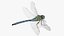 Rigged Flying Insects Collection 3