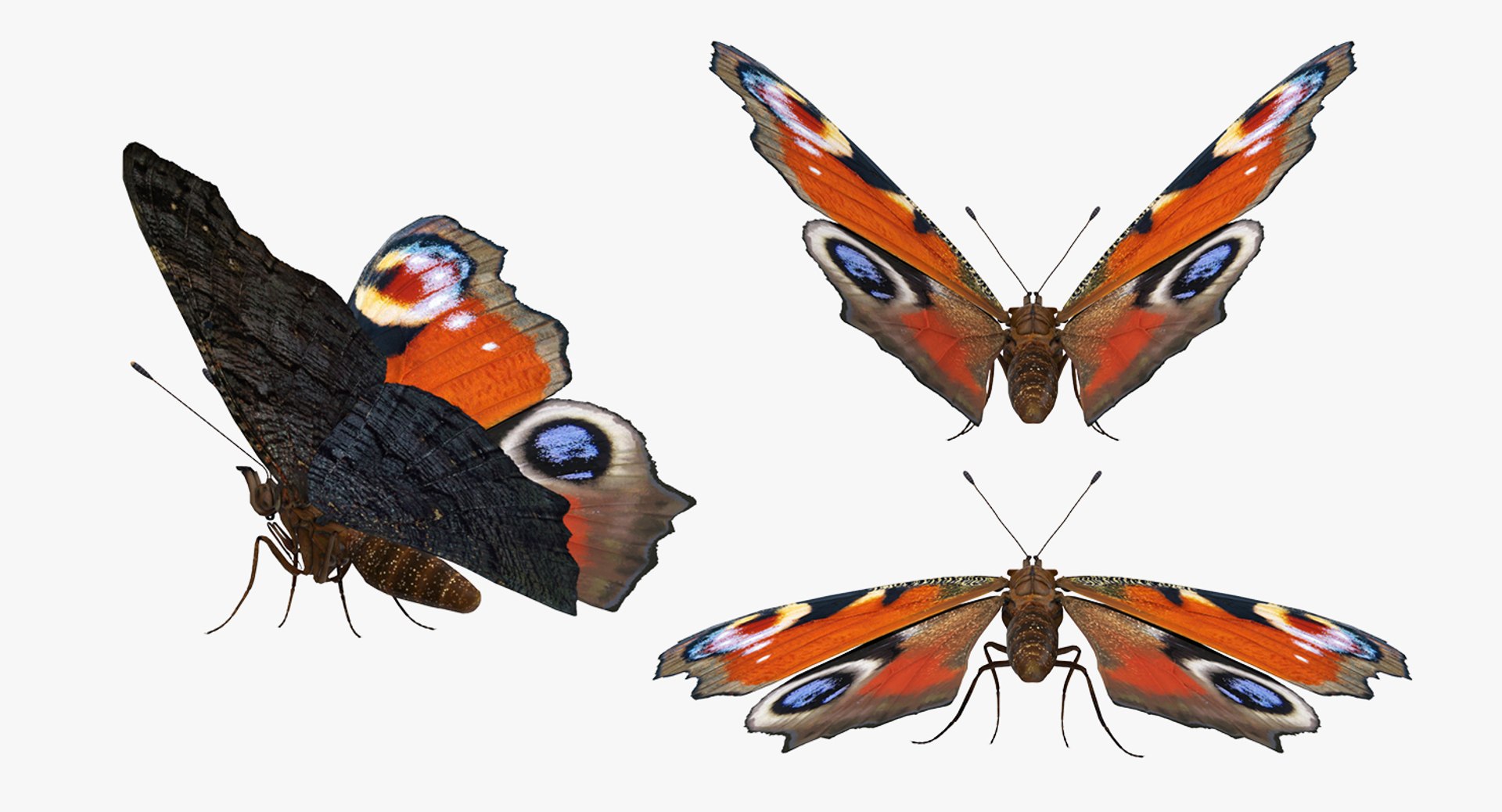 Rigged Flying Insects Collection 3 3D model https://p.turbosquid.com/ts-thumb/JQ/zY7AlO/kq/riggedflyinginsectscollection3mb3dmodel027/jpg/1670764367/1920x1080/fit_q87/a08028697137d2f451810a8d20db555e76c5622a/riggedflyinginsectscollection3mb3dmodel027.jpg