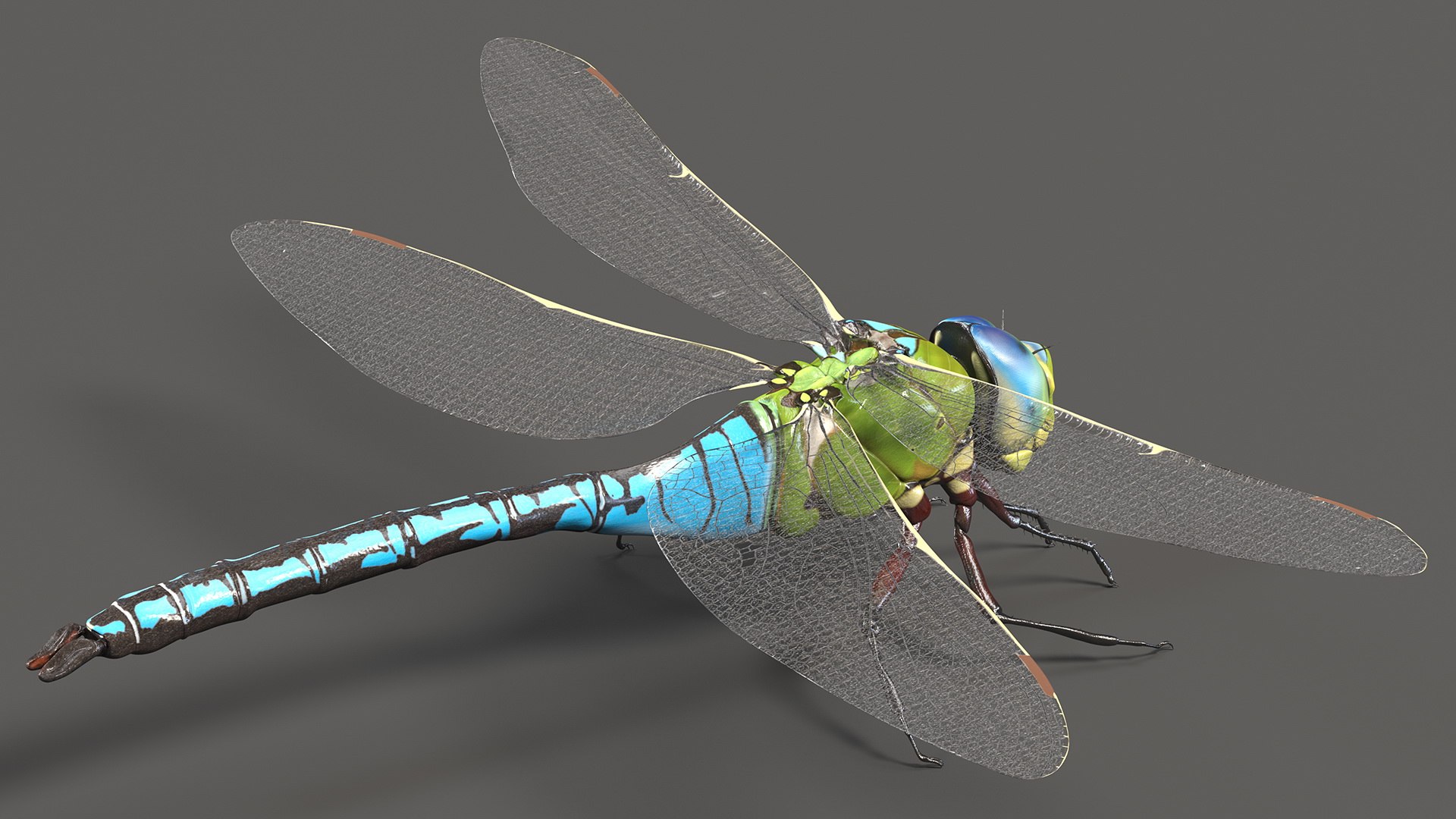 Rigged Flying Insects Collection 3 3D model https://p.turbosquid.com/ts-thumb/JQ/zY7AlO/o9/riggedflyinginsectscollection3mb3dmodel008/jpg/1670764302/1920x1080/fit_q87/70973b067186b0306f4c3cc4b8a0634d56c83300/riggedflyinginsectscollection3mb3dmodel008.jpg