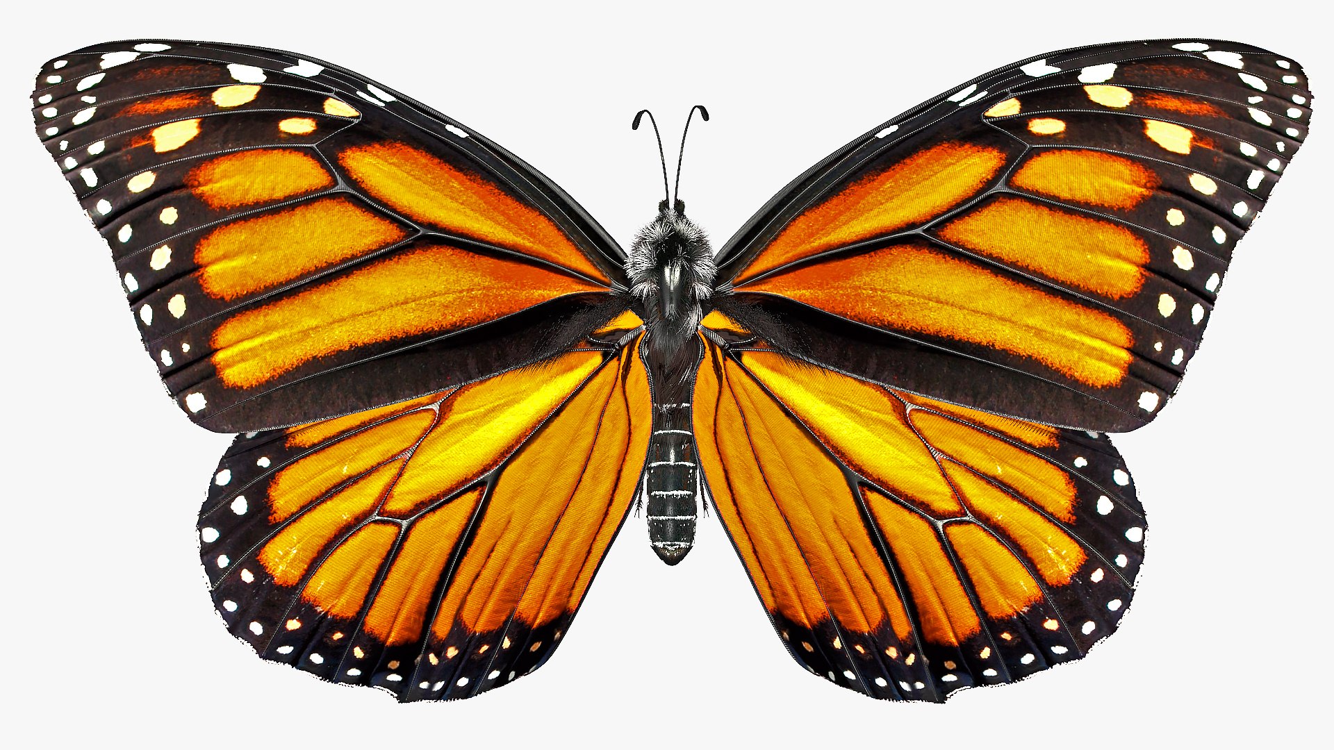 Rigged Flying Insects Collection 3 3D model https://p.turbosquid.com/ts-thumb/JQ/zY7AlO/pu/riggedflyinginsectscollection3mb3dmodel050/jpg/1670764457/1920x1080/fit_q87/ebad82b04cf5b5e7599fa185d4977bdfa49ffe77/riggedflyinginsectscollection3mb3dmodel050.jpg