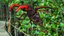 Rigged Flying Insects Collection 3