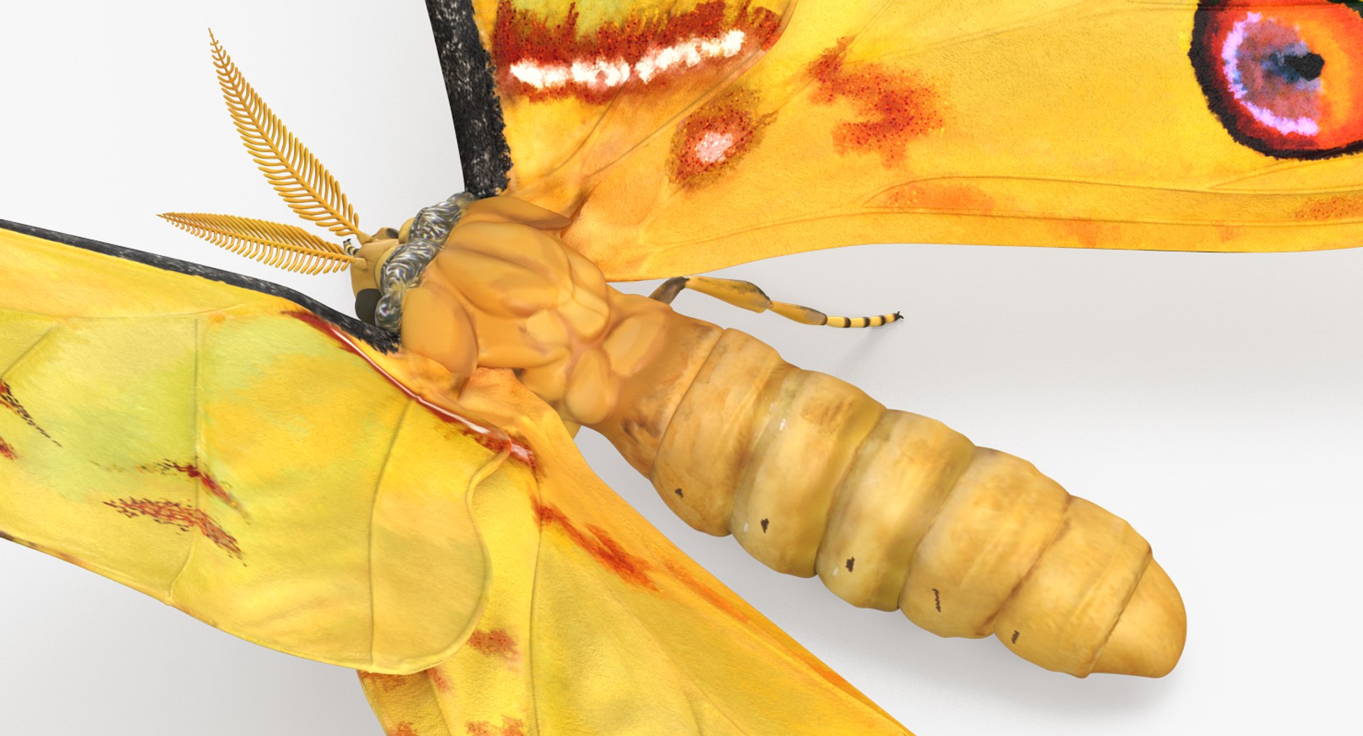 Rigged Flying Insects Collection 3 3D model https://p.turbosquid.com/ts-thumb/JQ/zY7AlO/tY/riggedflyinginsectscollection3mb3dmodel072/jpg/1670764537/1920x1080/fit_q87/1e0494cf5ddd9de6b2dceb574d0f4e9c9194494c/riggedflyinginsectscollection3mb3dmodel072.jpg
