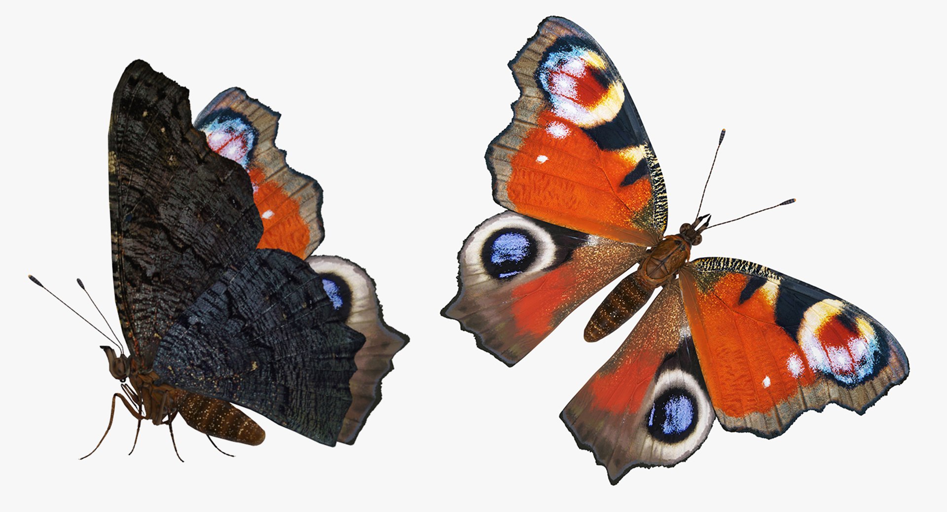 Rigged Flying Insects Collection 3 3D model https://p.turbosquid.com/ts-thumb/JQ/zY7AlO/xo/riggedflyinginsectscollection3mb3dmodel026/jpg/1670764363/1920x1080/fit_q87/9ba5a6b7e40ef10ead89df97f428c44ac8de203a/riggedflyinginsectscollection3mb3dmodel026.jpg