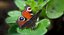 Rigged Flying Insects Collection 3