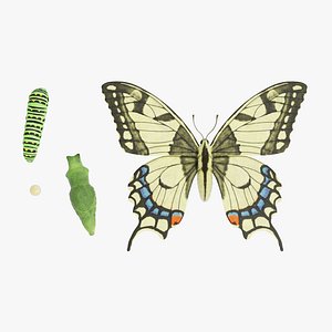 Old World Swallowtail Stages